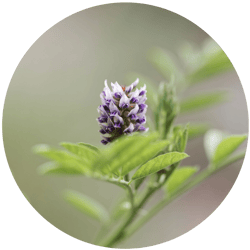 licorice herb