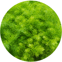 Shatavari herb